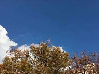 色づいた樹々の葉と白い雲が重なり合う青空